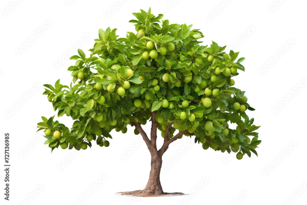 The Grapefruit Tree Chronicles on Transparent Background, PNG, Generative Ai