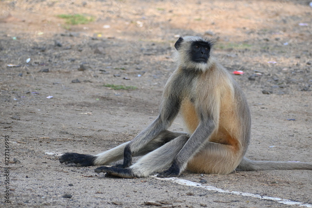 A langur monkey is seen sitting on the ground and looking around