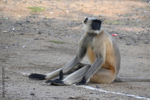 A langur monkey is seen sitting on the ground and looking around