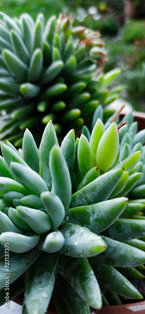 suculenta 