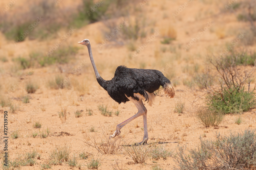 Naklejka premium Common ostrich - Struthio camelus (australis) on desert with red dunes in background.. Photo from Kgalagadi Transfrontier Park in South Africa.