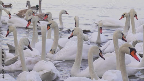 Flock of white swans, one with GPS tracker, floating on the river. Migratory birds in winter. Bird sounds