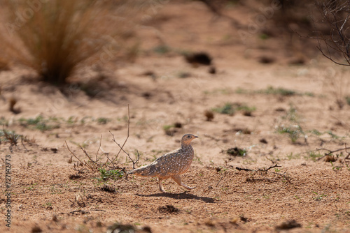 Burchell s sandgrouse - Pterocles burchelli  on red sand of Kalahari Desert. Photo from Kgalagadi Transfrontier Park in South Africa.