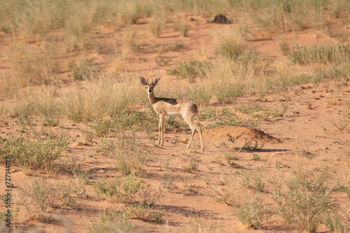 steenbok  steinbuck or steinbok - Raphicerus campestris on red sand. Photo Kgalagadi Transfrontier Park in South Africa. 