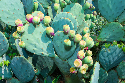 Fototapeta Naklejka Na Ścianę i Meble -  Edible sweet fruits with seeds on the Prickly Pear cactus Opuntia sp.
