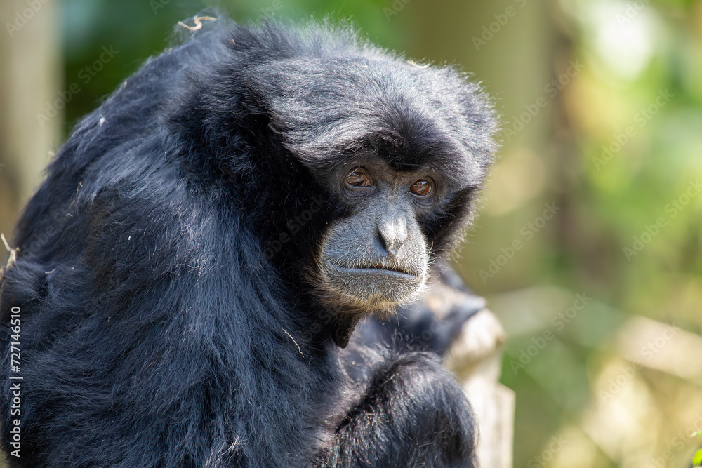 Siamang Gibbon (Symphalangus syndactylus) in Southeast Asia Siamang Gibbon (Symphalangus syndactylus) in Southeast Asia
