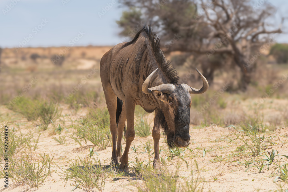 Blue wildebeest, common wildebeest, white-bearded gnu or brindled gnu - Connochaetes taurinus on sand with desert in background. Photo from Kgalagadi Transfrontier Park in South Africa. Blue wildebeest, common wildebeest, white-bearded gnu or brindled gnu - Connochaetes taurinus on sand with desert in background. Photo from Kgalagadi Transfrontier Park in South Africa.