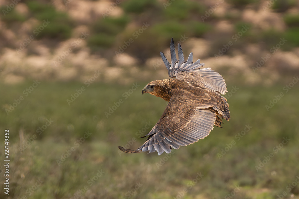 Fototapeta premium Bateleur - Terathopius ecaudatus juvenile in flyight with spread wings with green grass in background. Photo from Kgalagadi Transfrontier Park in South Africa. Endangered species.