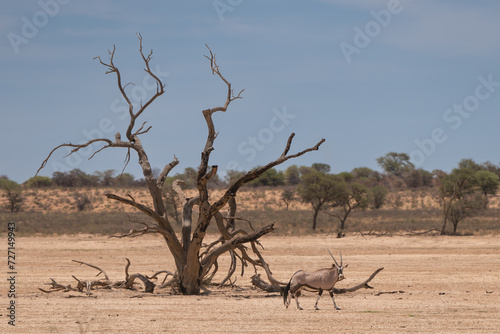 View of Gemsbok - Oryx gazella - on red desert sand with dead trees and blue sky in background. Photo from Kgalagadi Transfrontier Park in South Africa