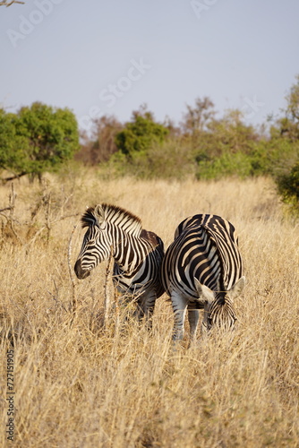 zebras z  bres safari afrique