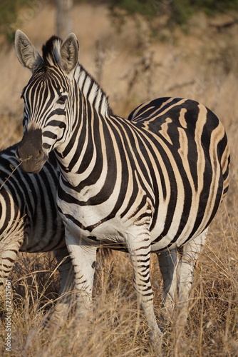 zebras z  bres safari afrique