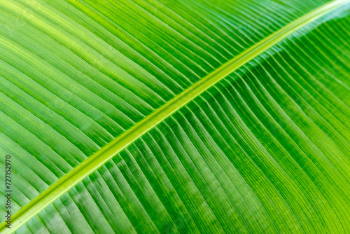 Close up view of lines and texture of Green Palm leaf. Nature background.