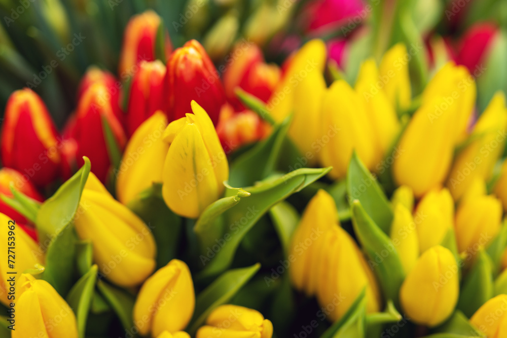 Background of beautiful tulips flowers on the street. Background of beautiful tulips flowers on the street.