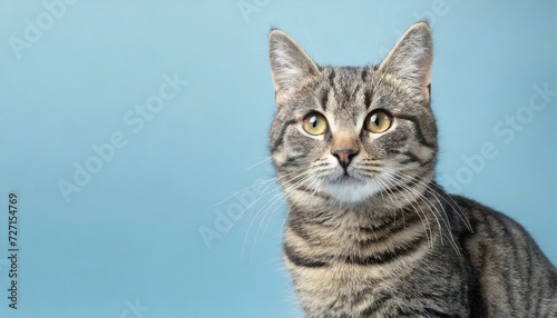 cute gray tabby cat on light blue background space for text lovely pet © Emanuel