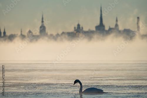 swan on the sea