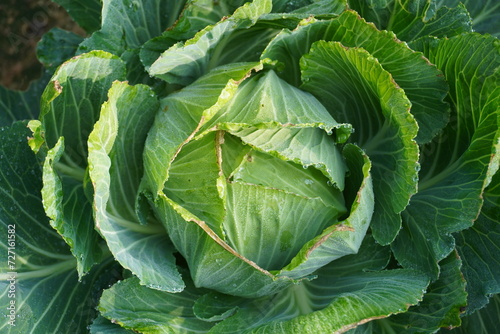 Close-up of a fresh cabbage