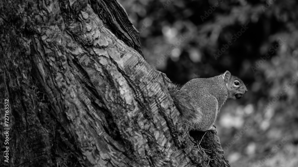 Obraz premium A close-up monochrome shot reveals a squirrel with an acorn in its teeth, its sideways glance adding a touch of whimsy to the woodland portrait