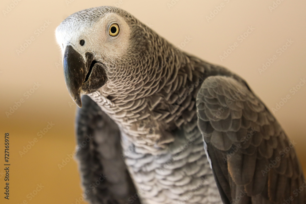 Fototapeta premium grey parrot portrait