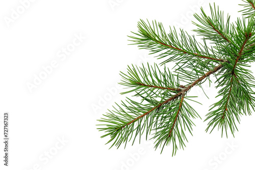 Pine Plant on Transparent Background