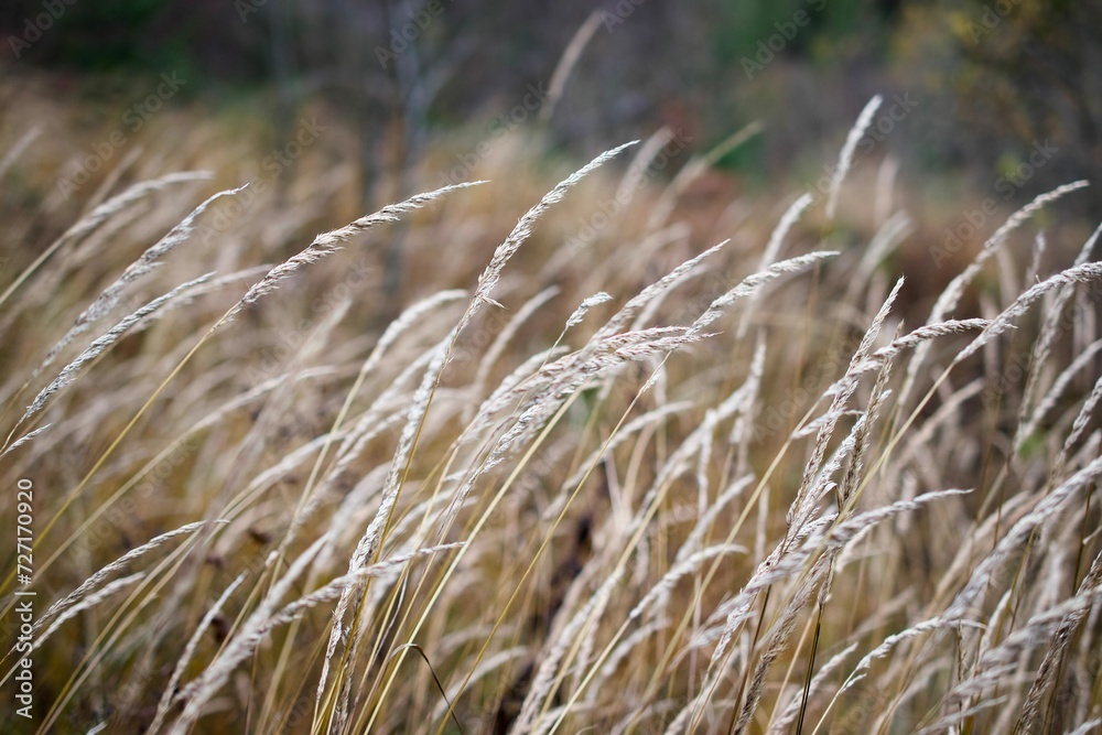 Fototapeta premium grass in the wind