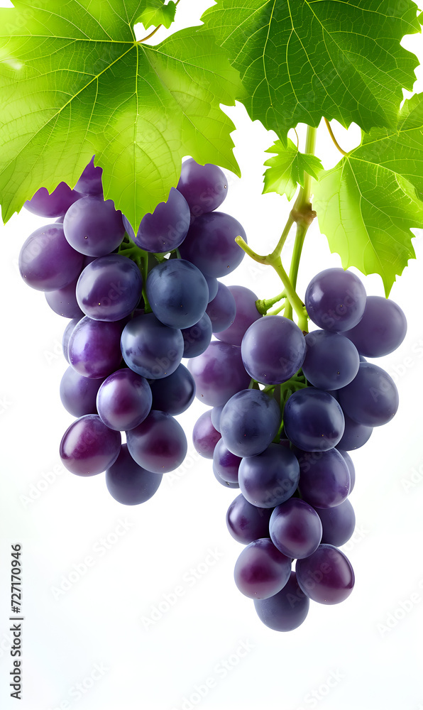 Fototapeta premium Dark grapes with leaves. Isolated drawing with fruit.