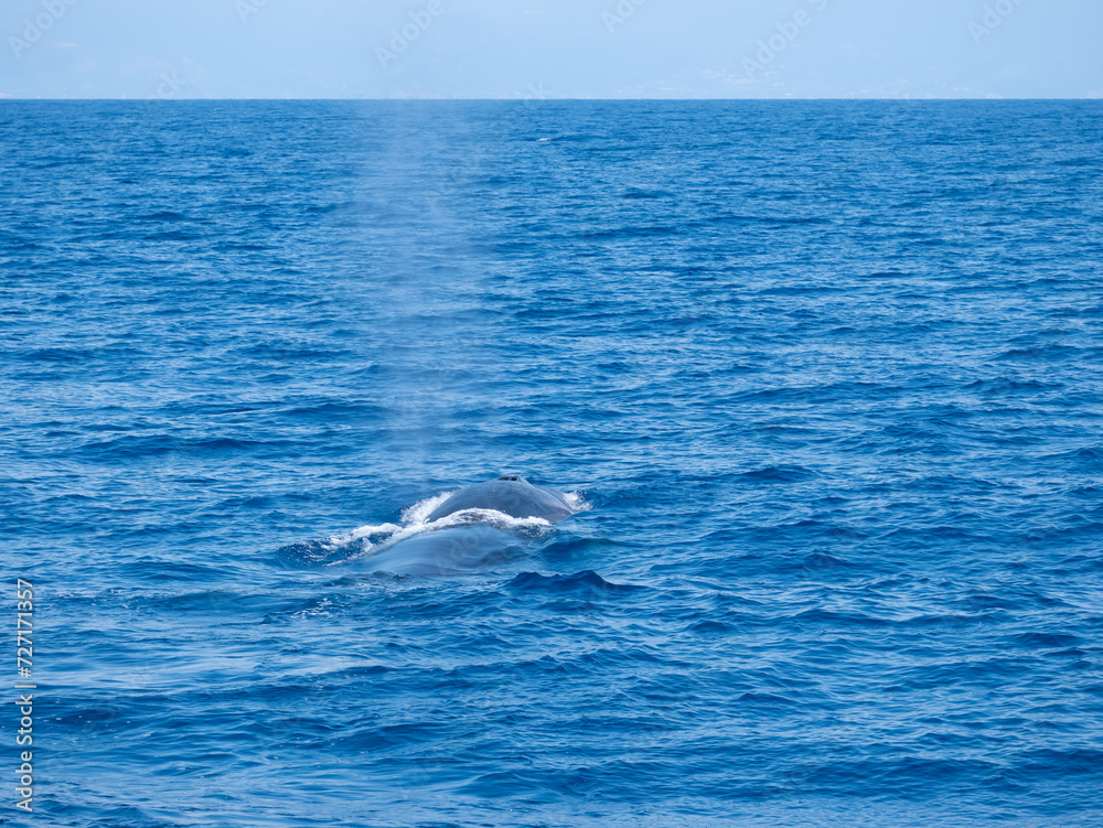 Naklejka premium Whale watching sightseeing trip from a boat in the mediterranean sea