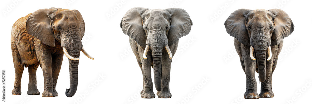 Fototapeta premium Elephant with front view isolated on transparent background png. Concept of large herbivore 