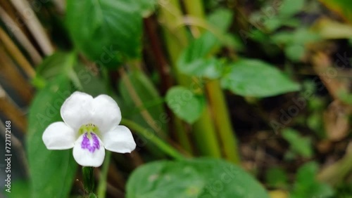 Nature background footage, beautiful flower, Asystasia gangetica plant. photo