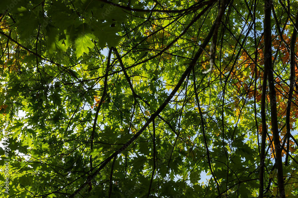 Fototapeta premium Yellowing oak foliage in the autumn season