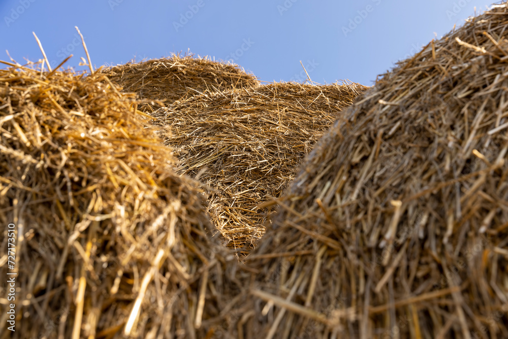 wheat straw collected in stacks after grain harvest wheat straw collected in stacks after grain harvest