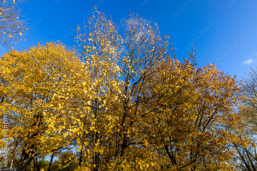 autumn park with colorful maple trees in sunny weather