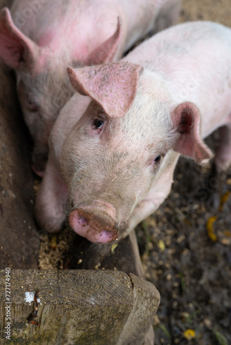 Closeup of a hungry pig.