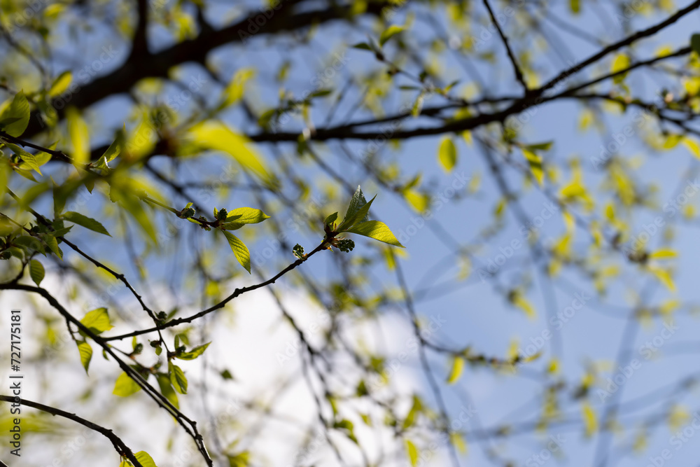 deciduous trees in the forest in the spring season