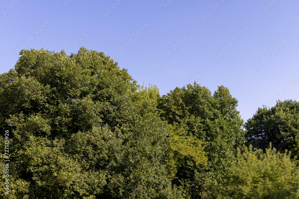 mixed forest with trees of different species in the summer season mixed forest with trees of different species in the summer season