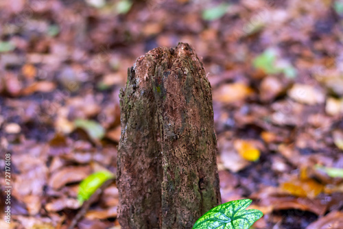 Termites destroyed the tree. Tree stump in the forest