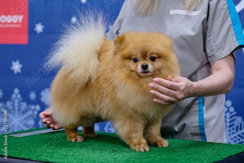 Pomeranian dog after grooming on the table