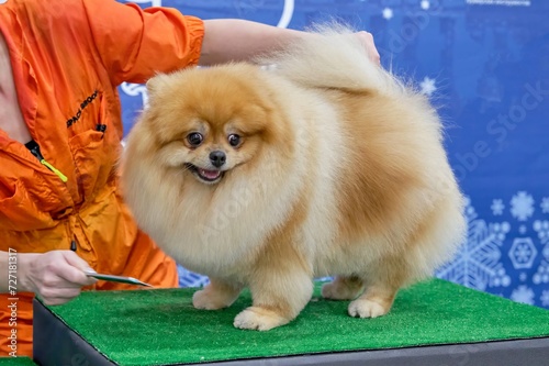 Red-haired gorgeous pomeranian in plush style after grooming