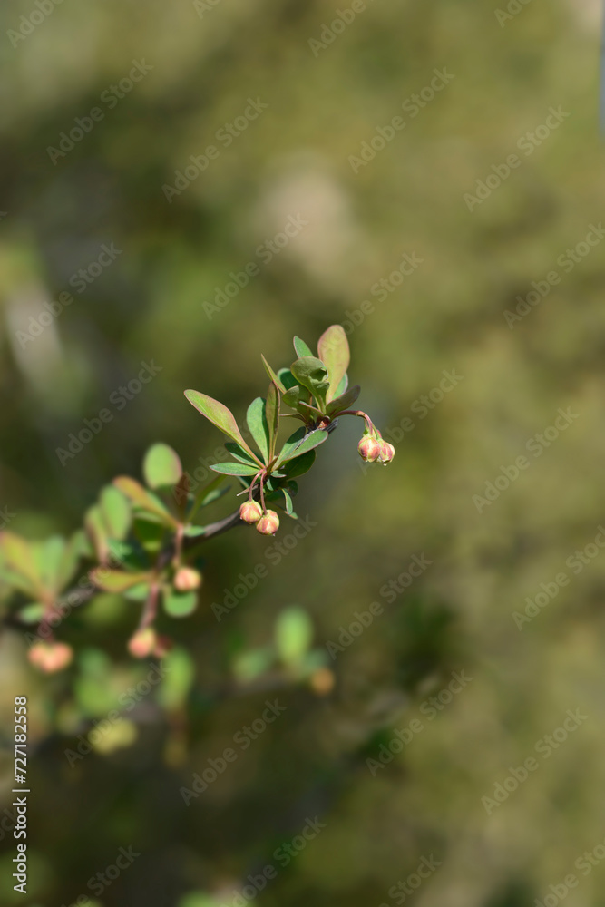 Japanese barberry branch with buds Japanese barberry branch with buds