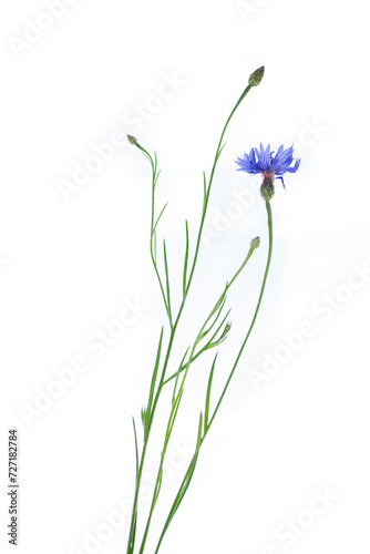 Wild flower cornflower isolated on white background. Centaurea cyanus.