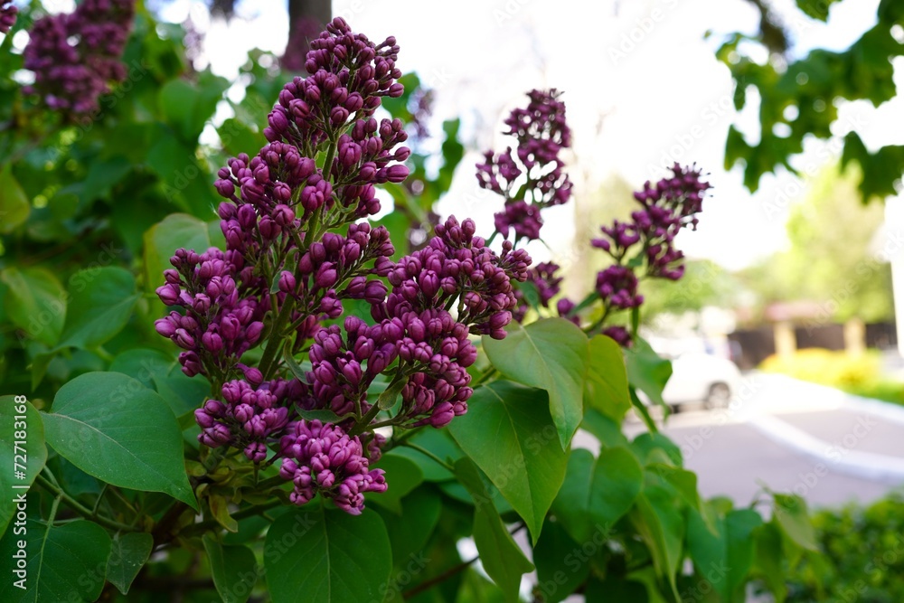 Fototapeta premium buds in a lilac inflorescence on a branch among green leaves in the garden close-up. The concept of the online flower shop catalog
