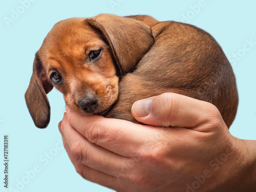 Small brown puppy in the palm of your hand.Dachshund puppy