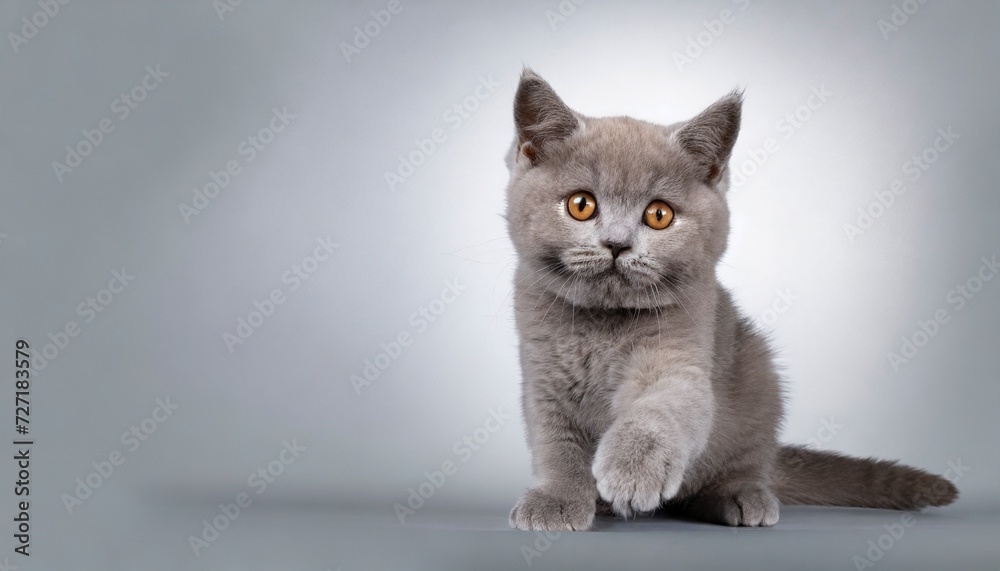 sweet young adult solid blue british shorthair cat kitten sitting up front view looking at camera with orange eyes and one paw lifted on white background