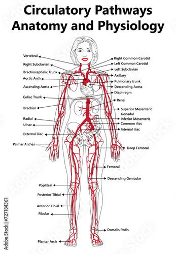 Circulatory Pathways, Anatomy, and Physiology vector diagram, Labeled diagram of the cardiovascular system with main parts