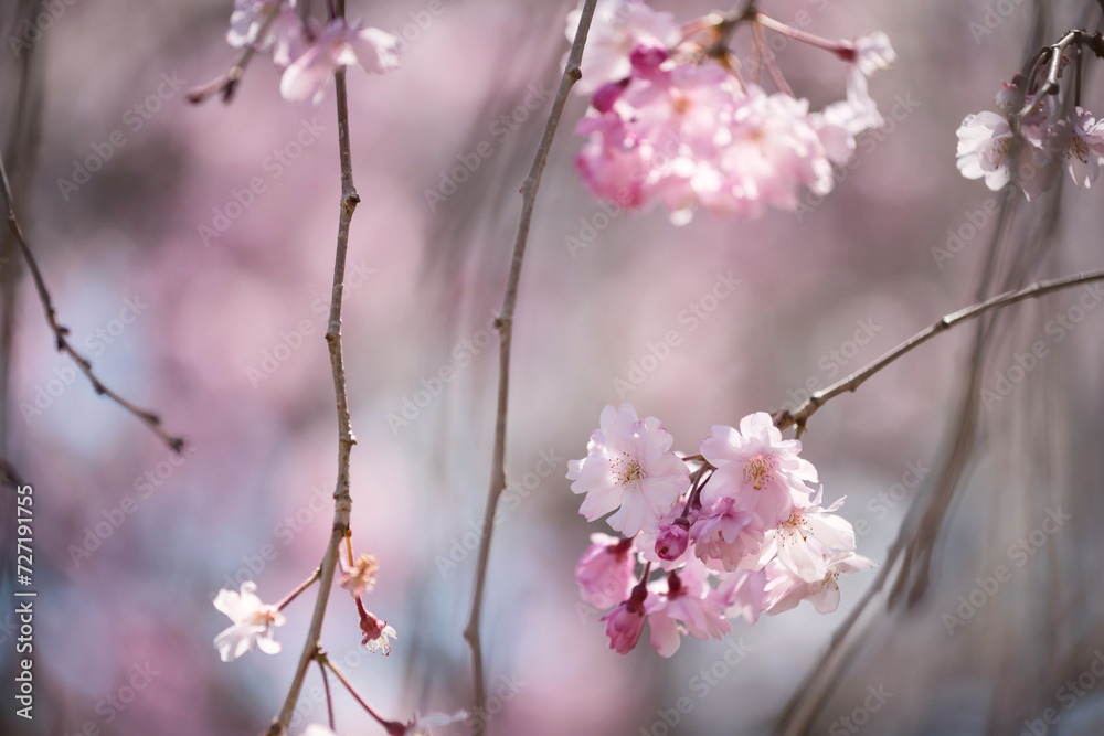 Pink cherry blossom or sakura flower full bloom in springtime Pink cherry blossom or sakura flower full bloom in springtime