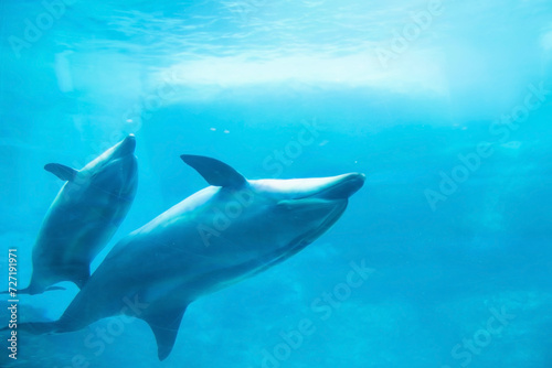 adorable Sea dolphin couple swim together in Nagoya aquarium