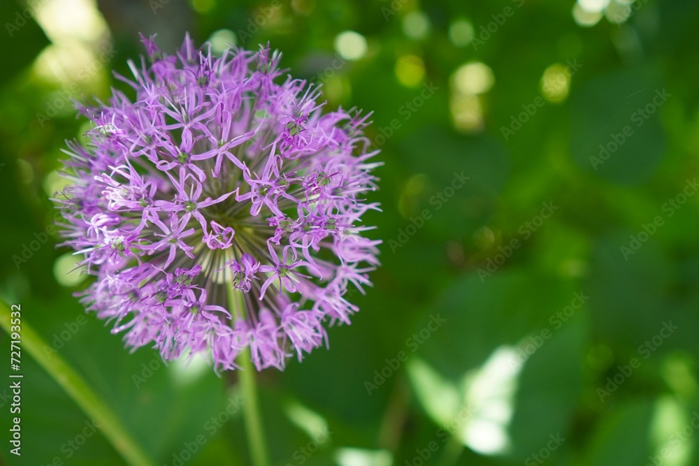purple inflorescence of a decorative onion on a background of leaves in a green garden, macro, the concept of a flower catalog online purple inflorescence of a decorative onion on a background of leaves in a green garden, macro, the concept of a flower catalog online