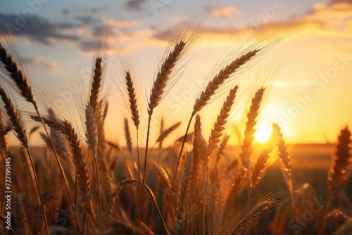 Wheat field at sunset