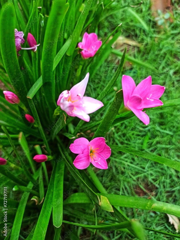 Obraz premium Pink flowers in the photo in macro mode.