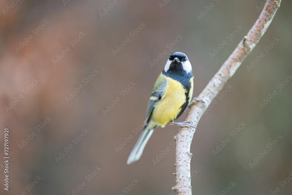 Fototapeta premium Adult Great Tit (Parus Major) looking at the camera posed on a stick in a British back garden in Winter. Yorkshire, UK