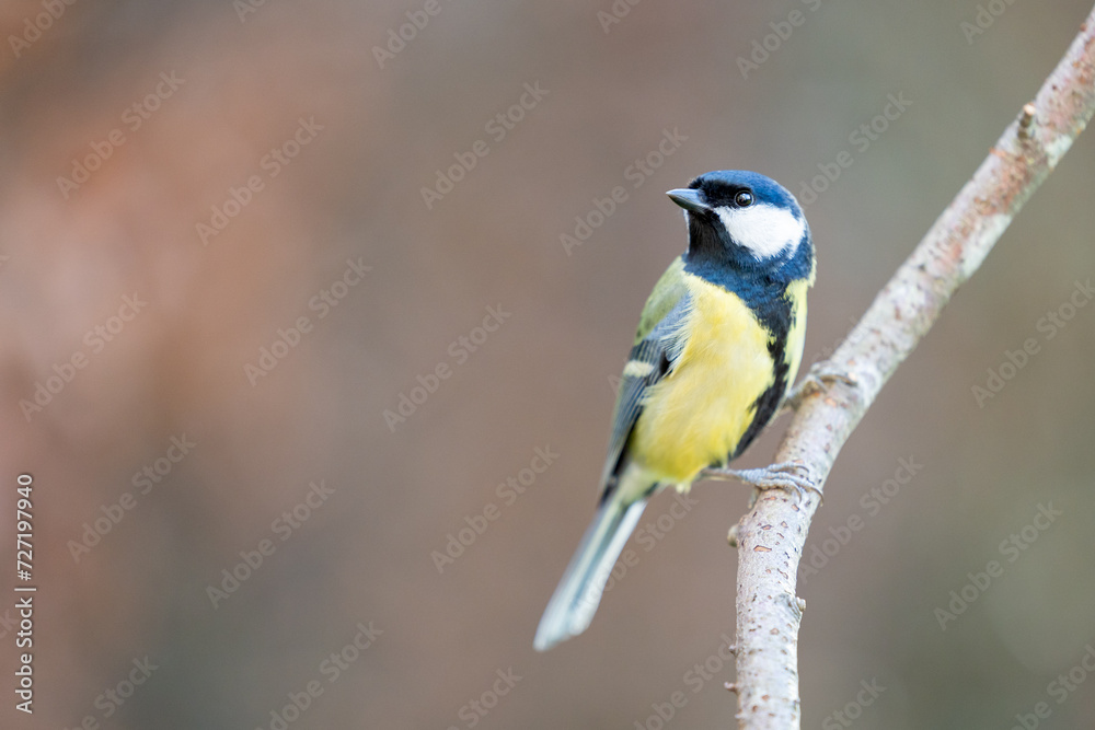 Adult Great Tit (Parus Major) posed on a branch in a British back garden in Winter. Yorkshire, UK